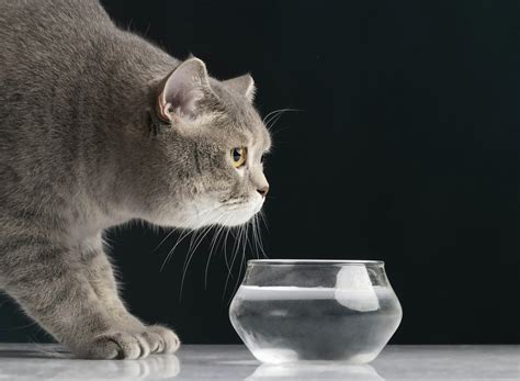 kedi günde ne kadar su içer